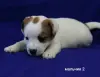 Щенки Джек Рассел терьера