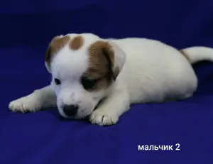 Щенки Джек Рассел терьера