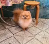 Шпиц шикарный мишка.
