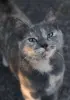 Кошка в дар