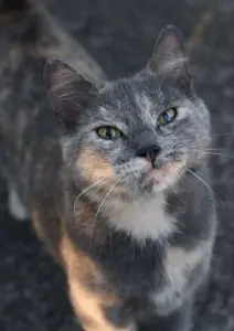 Кошка в дар