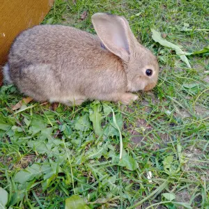Кролик.