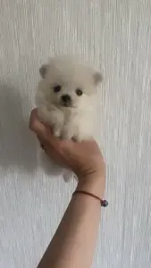 Щенок шпица