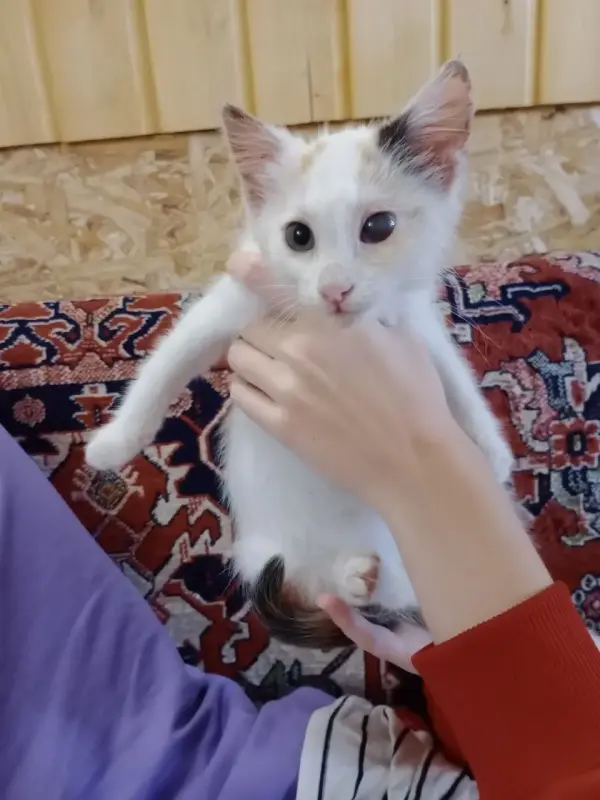 отдам маленькую кошечку