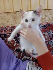 отдам маленькую кошечку