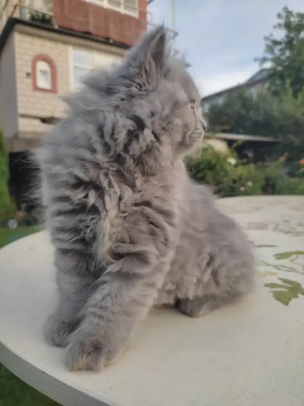 Элитный британский котенок
