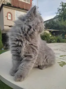 Элитный британский котенок