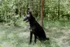 Прекрасная юная собака Наоми в дар