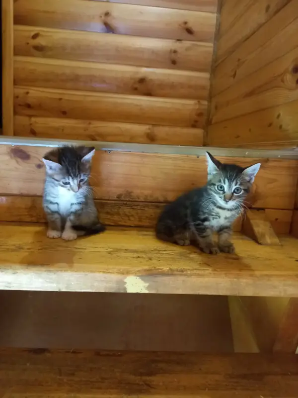 Котята ищут дом