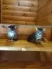 Котята ищут дом