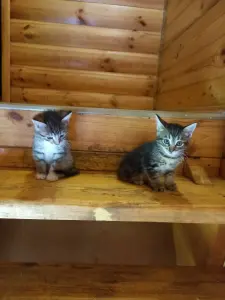 Котята ищут дом