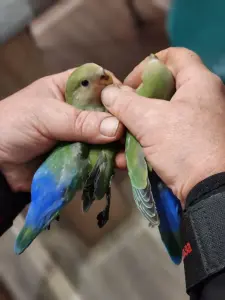 Попугай Неразлучник