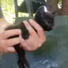 Котята от 1 до 2,5 месяца в добрые руки