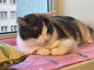 Кошка Лиза (1.5 года) ищет дом