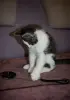 Замурчательный котенок ищет дом и любящих хозяев