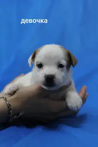 Щенки Джек Рассел терьера
