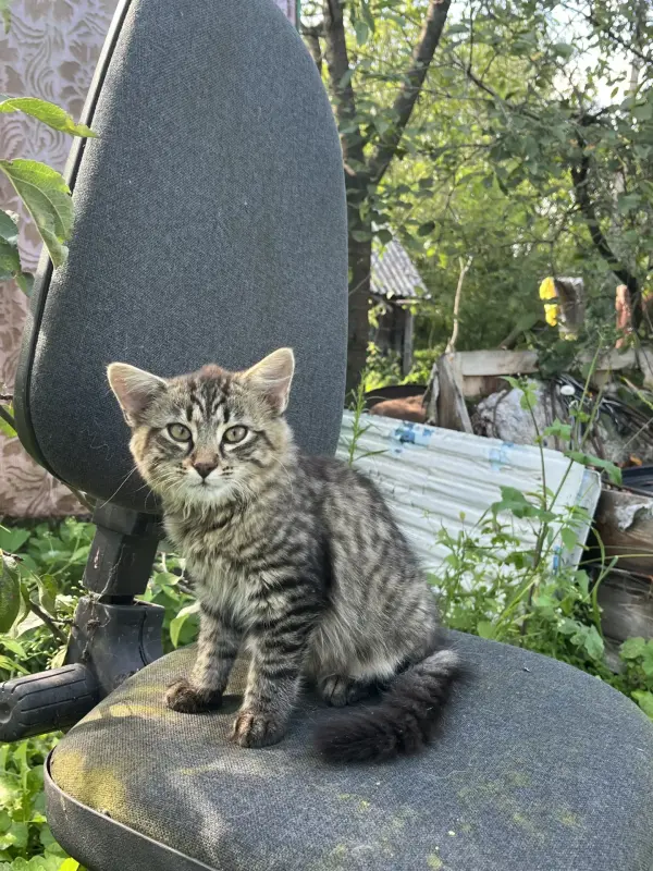 котенок в дар