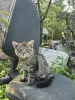котенок в дар
