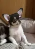 Чихуахуа щенки