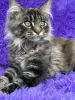 Мейн-Кун котята