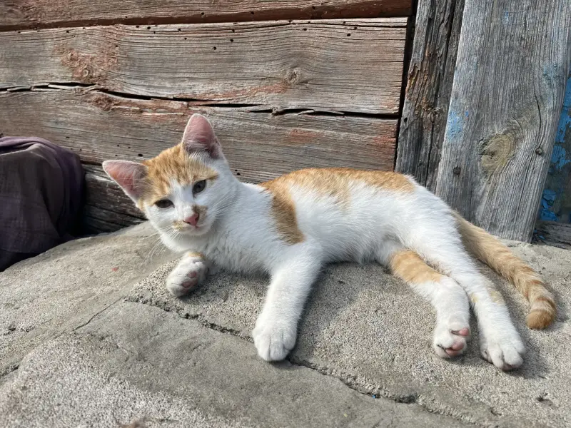 котенок в дар