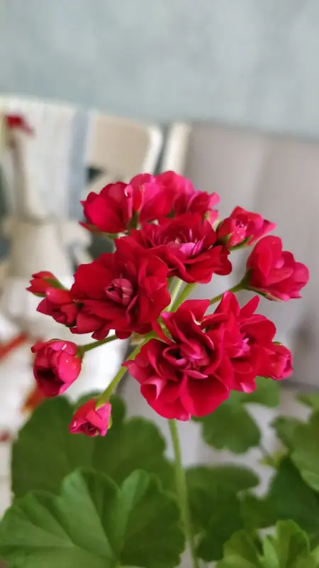 Герань розебудная бордовая,-сорт Monseruds Rosen