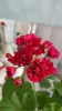 Герань розебудная бордовая,-сорт Monseruds Rosen