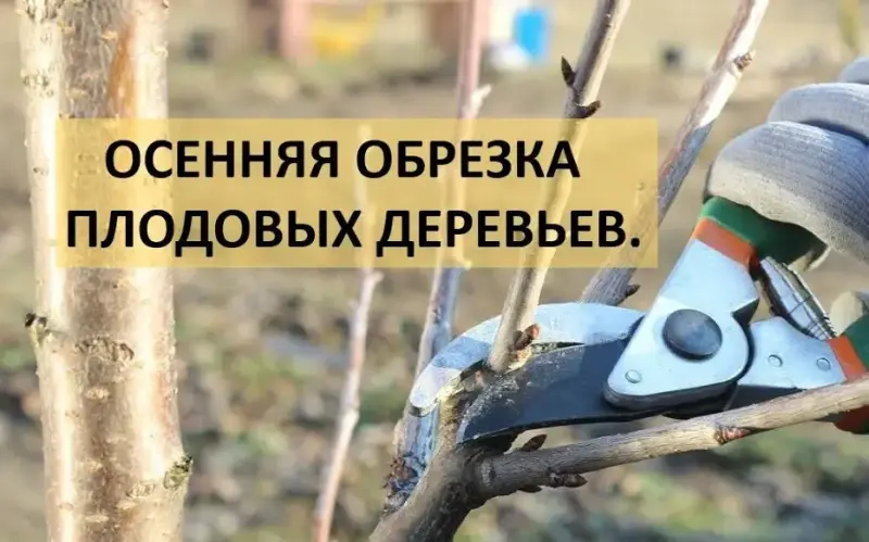Осенняя обрезка деревьев