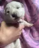 Щенки Белой Швейцарской Овчарки