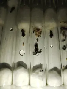 Матки муравьёв Lasius Niger