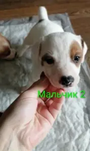 Джек рассел терьеры
