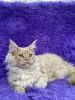 Мейн-Кун котята