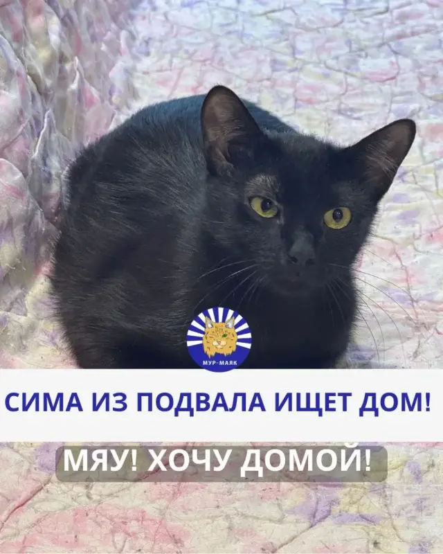 Отдам кошечку даром в добрые руки