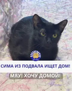 Отдам кошечку даром в добрые руки