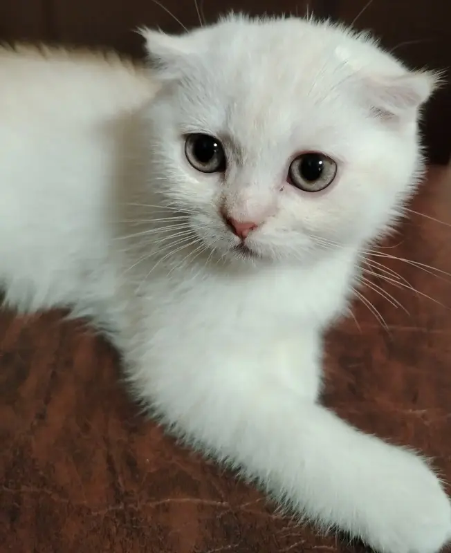 Котенок