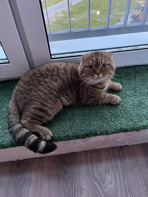 Кошка