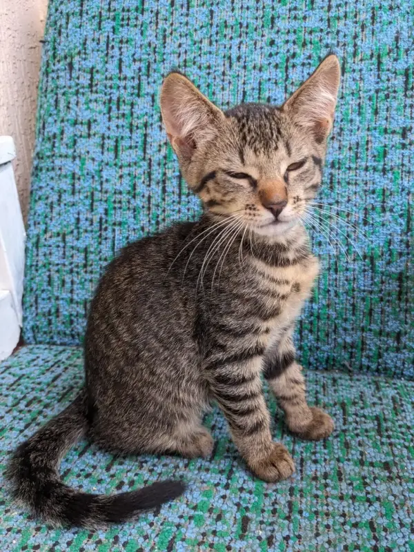 котята