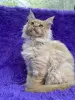 Мейн-Кун котята