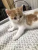 Котенок Малыш в добрые руки. Срочно