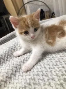 Котенок Малыш в добрые руки. Срочно