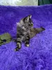 Мейн-Кун котята