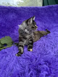 Мейн-Кун котята