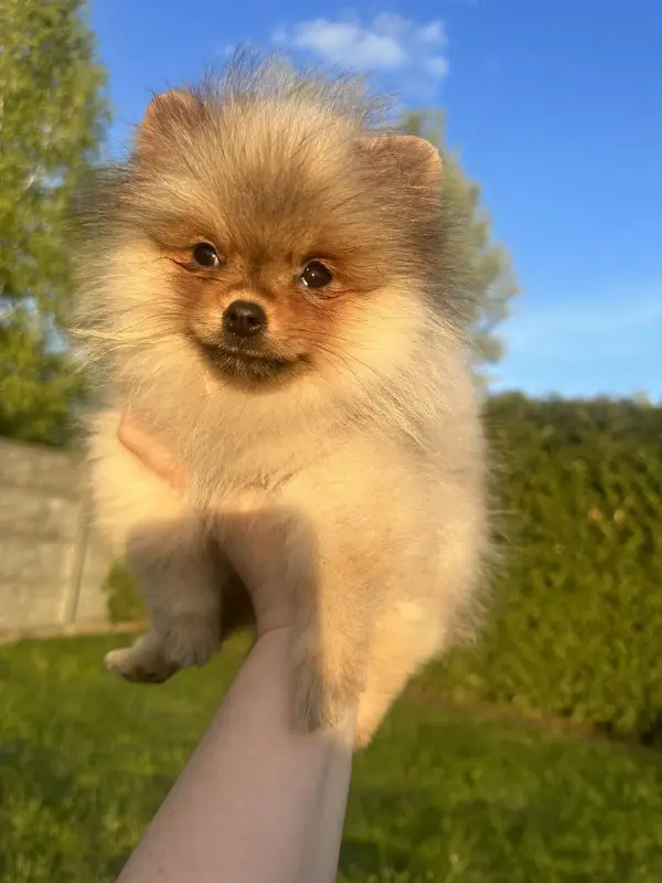 Померанский шпиц.