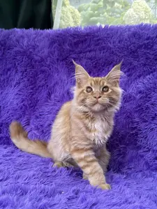 Мейн-Кун котята