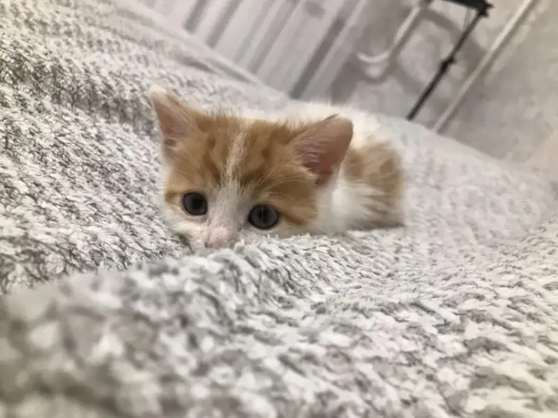 Котенок Малыш в добрые руки. Срочно