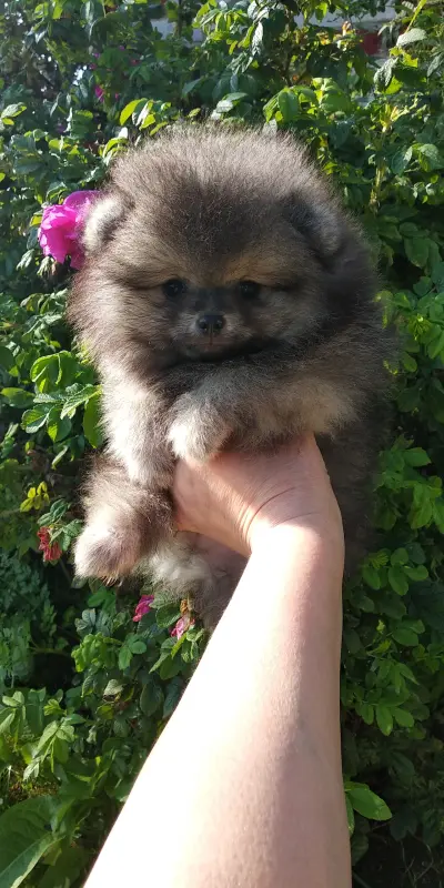 Померанский шпиц мальчик мини мишка