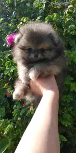 Померанский шпиц мальчик мини мишка