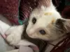 отдам маленькую кошечку