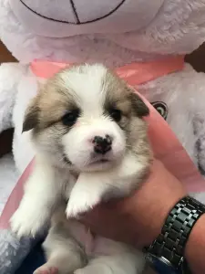 Щенки корги