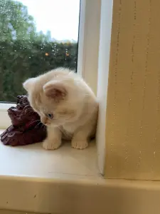 Котята шотландцы